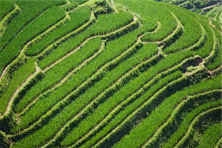 Long Ji Rice Terraces, Ping An Village, Longsheng, China Stock Photo - Rights-Managed, Code: 700-02386265