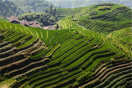 Long Ji Rice Terraces, Ping An Village, Longsheng, China Fotografie stock - Rights-Managed, Codice: 700-02386262