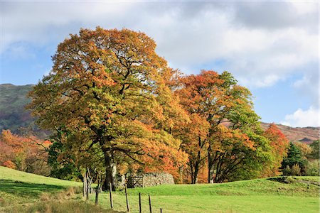 english park - Oak Trees, Grasmere, Lake District National Park, Cumbria, England Stock Photo - Rights-Managed, Code: 700-02428478