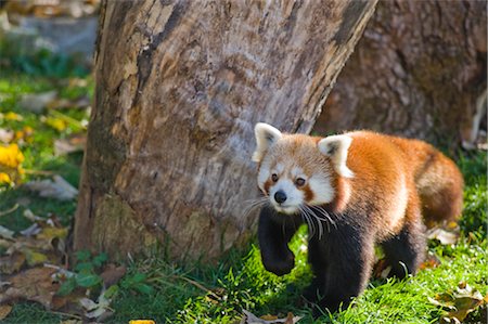 red pandas - Red Panda at the Zoo, Salzburger Land, Austria Stock Photo - Rights-Managed, Code: 700-02428773
