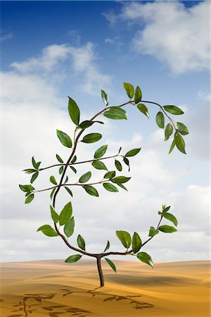 Euro-Shaped Plant Growing in the Desert Stock Photo - Rights-Managed, Code: 700-02429137