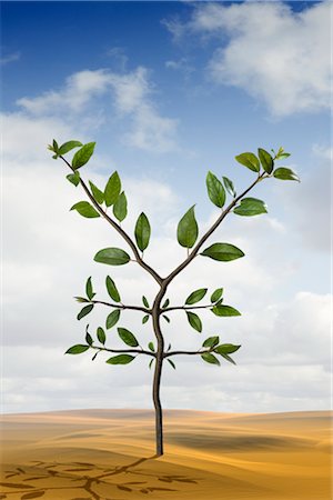 symbol yen - Yen-Shaped Plant Growing in the Desert Stock Photo - Rights-Managed, Code: 700-02429140