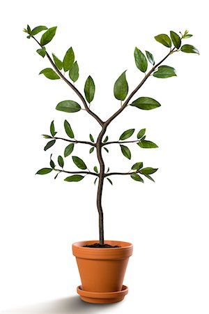 flowerpot investment - Yen-Shaped Plant Growing in Pot Stock Photo - Rights-Managed, Code: 700-02429141