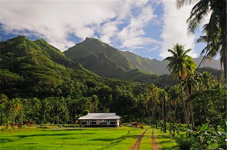 french polynesia - Farm Near Mt Oropiro, Raiatea, Society Islands, French Polynesia South Pacific Stock Photo - Rights-Managed, Code: 700-02429256