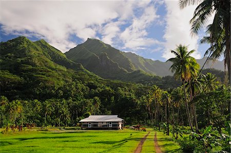 polynésie française - Ferme près de Mt Oropiro, îles de la société, Raiatea, Polynésie française du Pacifique Sud Photographie de stock - Rights-Managed, Code: 700-02429256