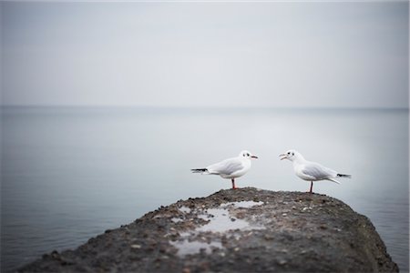 Gulls by Ocean, Schleswig Holstein, Germany Stock Photo - Rights-Managed, Code: 700-02429298