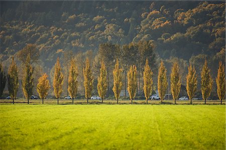 Champ de route bordée d'arbres, Chilliwack, Colombie-Britannique, Canada Photographie de stock - Rights-Managed, Code: 700-02461623