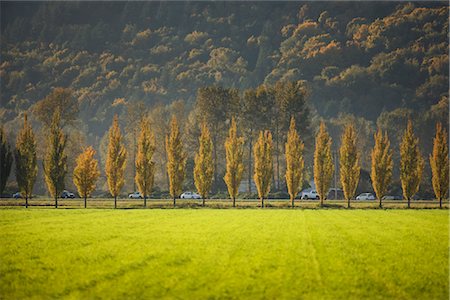 Field by Tree-Lined Road, Chilliwack, British Columbia, Canada Foto de stock - Direito Controlado, Número: 700-02461623