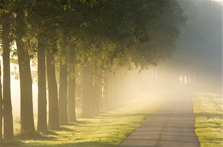 Tree-Lined Lane on Foggy Morning, Brittany, France Stock Photo - Rights-Managed, Code: 700-02586082