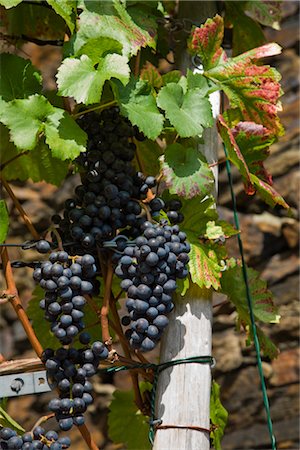 Wine Grapes on Vine, Ahrweiler, Germany Stock Photo - Rights-Managed, Code: 700-02586171