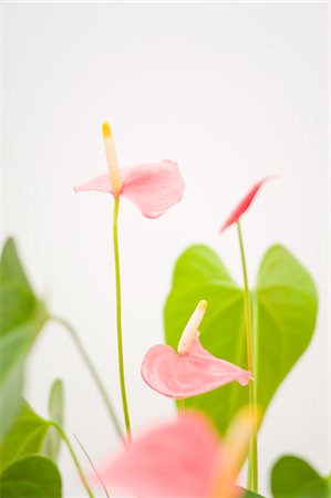 Anthurium Amis Stock Photo - Rights-Managed, Code: 700-02586196