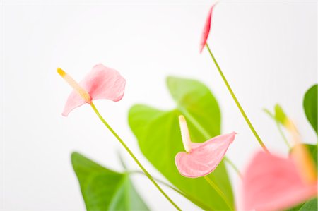 reaching for leaves - Anthurium Amis Stock Photo - Rights-Managed, Code: 700-02586198