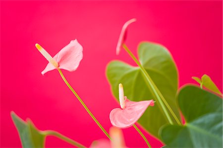 reaching for leaves - Anthurium Amis Stock Photo - Rights-Managed, Code: 700-02586199