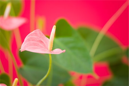 Anthurium Amis Stock Photo - Rights-Managed, Code: 700-02586200