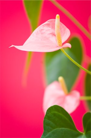 simsearch:700-01614392,k - Anthurium MUAS Photographie de stock - Rights-Managed, Code: 700-02586202