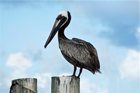 pelícano - Portrait of Pelican, Daytona Beach, Florida, USA Foto de stock - Con derechos protegidos, Código: 700-02586216