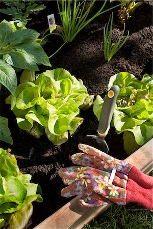 Organic Vegetable Garden Stock Photo - Rights-Managed, Code: 700-02594131