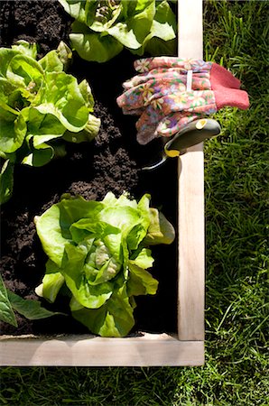 Organic Vegetable Garden Stock Photo - Rights-Managed, Code: 700-02594132