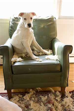 rasgar - Dog Sitting on Destroyed Chair Foto de stock - Con derechos protegidos, Código: 700-02594144