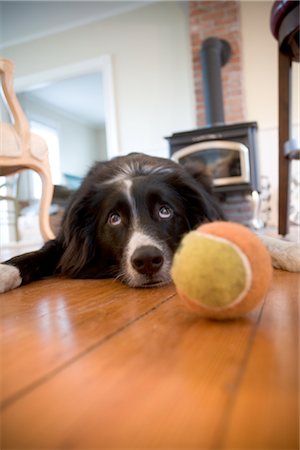 Dog Lying on Floor with Ball Foto de stock - Con derechos protegidos, Código: 700-02594146