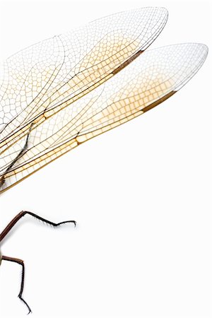 fly (insect) - Close-Up of Dragonfly Wings and Legs Stock Photo - Rights-Managed, Code: 700-02594147