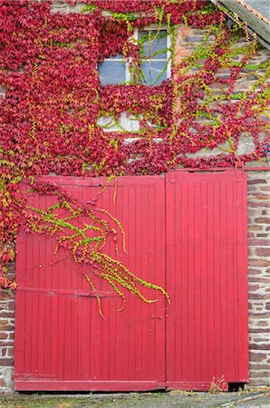 Ivy Growing on Side of House, Brittany, France Stock Photo - Rights-Managed, Code: 700-02590758
