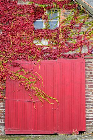 france farmhouse - Ivy Growing on Side of House, Brittany, France Stock Photo - Rights-Managed, Code: 700-02590758