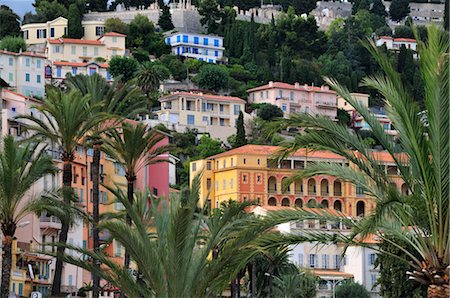 french riviera palm - Menton, Cote d'Azur, Alpes-Maritimes, Provence-Alpes-Cote d'Azur, France Stock Photo - Rights-Managed, Code: 700-02590784