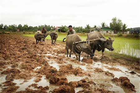 Plowing, Paddy Fields, Cambodia Stock Photo - Rights-Managed, Code: 700-02593815