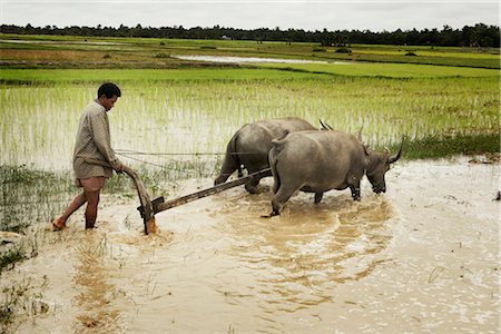 plow - Plowing, Paddy Fields, Cambodia Stock Photo - Rights-Managed, Code: 700-02593812