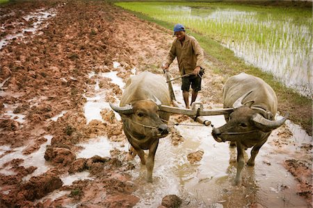 plough (agricultural activity) - Plowing, Paddy Fields, Cambodia Stock Photo - Rights-Managed, Code: 700-02593813