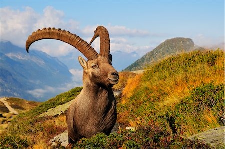 Alpine Ibex, Aiguilles Rouges, Chamonix, France Foto de stock - Con derechos protegidos, Código: 700-02593917