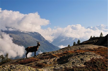 Alpine Ibex, Aiguilles Rouges, Chamonix, France Foto de stock - Con derechos protegidos, Código: 700-02593912