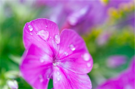 flowers with water droplets - Impatience Flower Stock Photo - Rights-Managed, Code: 700-02593994