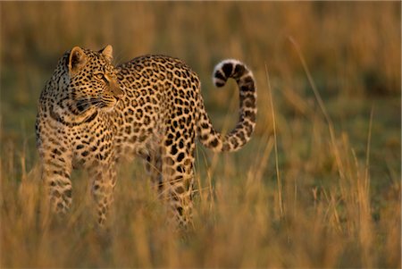 simsearch:873-06440958,k - Leopard in Tall Grass at Sunrise Foto de stock - Con derechos protegidos, Código: 700-02637145