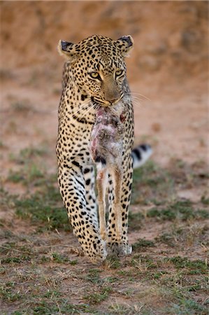 dead cat - Leopard with Prey Stock Photo - Rights-Managed, Code: 700-02637149