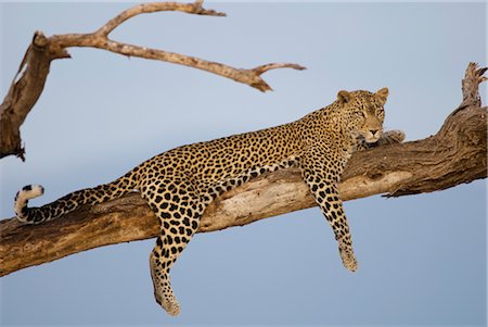 pereza - Leopard in Tree, Buffalo Springs National Reserve, Kenya Foto de stock - Con derechos protegidos, Código: 700-02637141