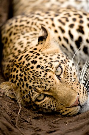 Close-up of Leopard Foto de stock - Con derechos protegidos, Código: 700-02637150