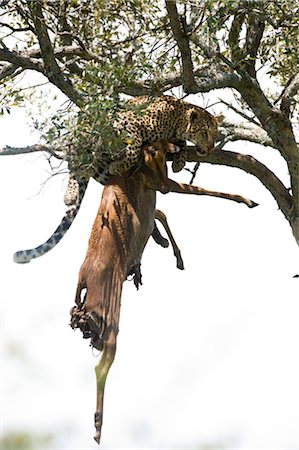 Leopard with Prey in Tree Foto de stock - Con derechos protegidos, Código: 700-02637161