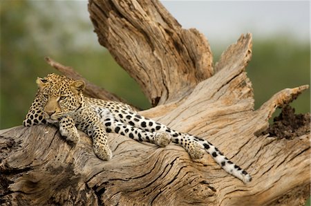 Leopard on Log Foto de stock - Con derechos protegidos, Código: 700-02637162