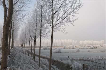 Frost-Covered Trees and Field, Nisse, Zeeland, Netherlands Foto de stock - Con derechos protegidos, Código: 700-02637254