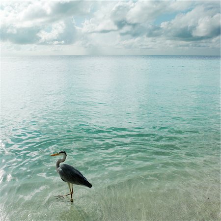 Sea Bird by Shore, Alif Alif Atoll, Maldives Stock Photo - Rights-Managed, Code: 700-02637353