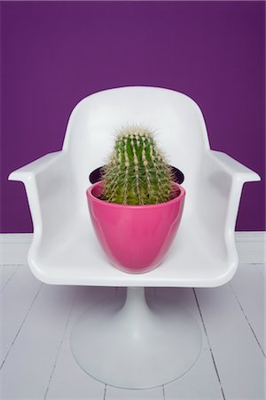 Cactus sur chaise Photographie de stock - Rights-Managed, Code: 700-02637494