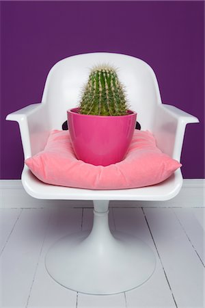 Cactus on Chair Foto de stock - Direito Controlado, Número: 700-02637493