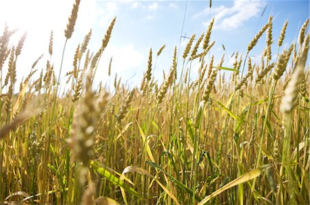 pedúnculo (hoja) - Wheat in Field, Burlington, Ontario, Canada Foto de stock - Con derechos protegidos, Código: 700-02637617