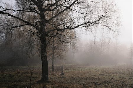 foggy creepy pictures - Tree by Field, Schwenninger Moos, Villingen-Schwenningen, Baden-Wurttemberg, Germany Stock Photo - Rights-Managed, Code: 700-02633441