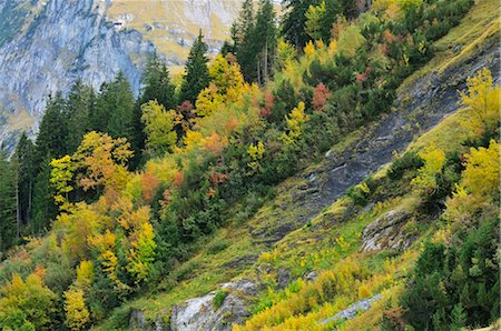 Wald am Berghang, Grindelwald, Berner Oberland, Schweiz Stockbilder - Lizenzpflichtiges, Bildnummer: 700-02633442