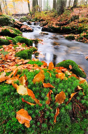 rock moss river - Kleine Ohe River, Bayerischer Wald, Bavaria, Germany Stock Photo - Rights-Managed, Code: 700-02633471