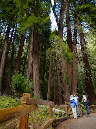 simsearch:862-08274068,k - Gens dans la forêt de séquoias, Muir Woods, Californie, USA Photographie de stock - Rights-Managed, Code: 700-02646068