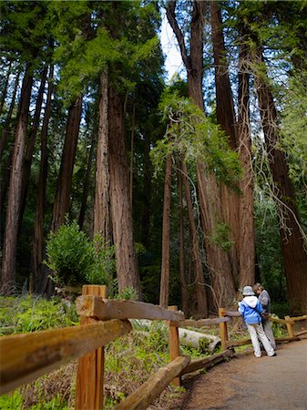 People in Redwood Forest, Muir Woods, California, USA Foto de stock - Direito Controlado, Número: 700-02646070